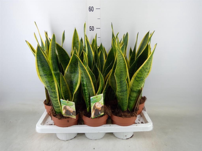 <h4>Sansevieria trifa. 'Laurentii'</h4>