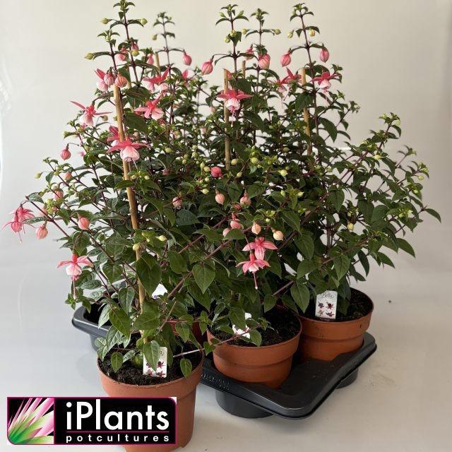<h4>FUCHSIA B F MIXK</h4>