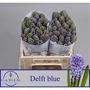 HYAC DELFT BLUE