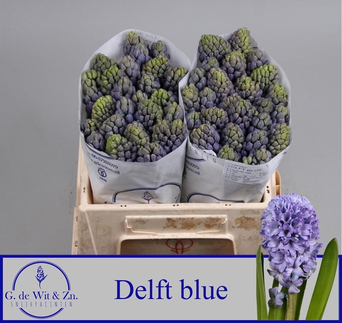 <h4>HYAC DELFT BLUE</h4>