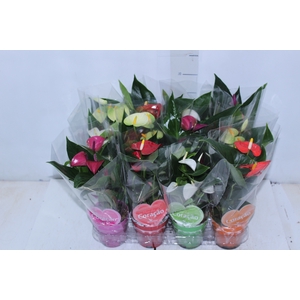 ANTHURIUM VARIADO P09
