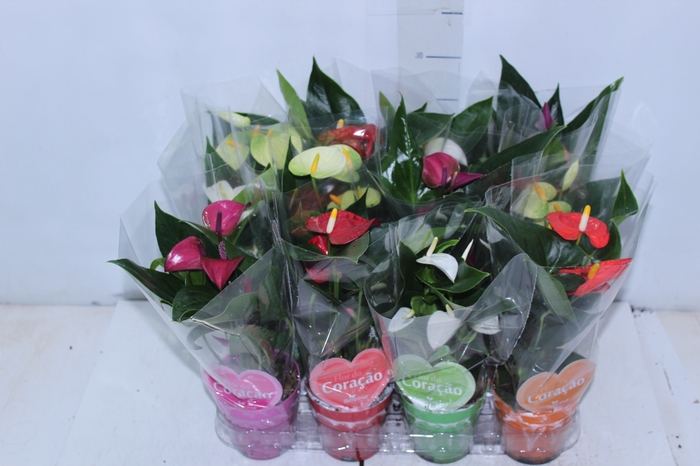 <h4>ANTHURIUM VARIADO P09</h4>