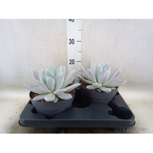 Echeveria  'Mexican Giant'