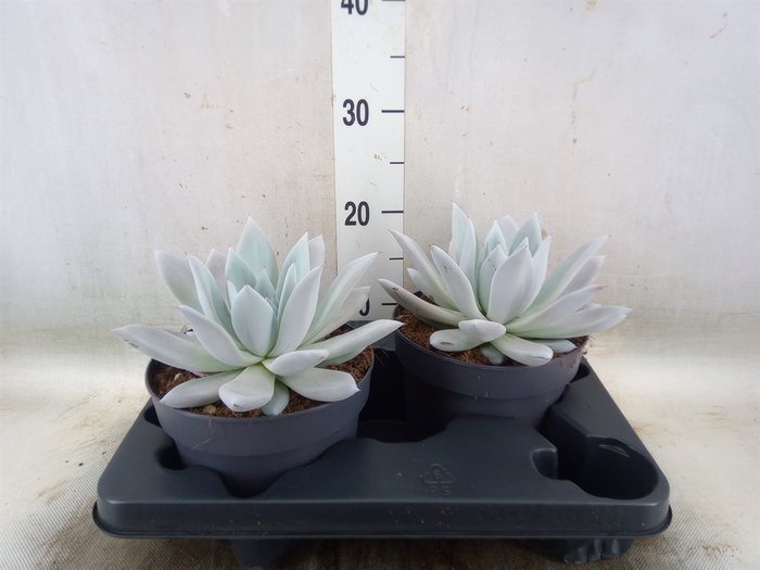<h4>Echeveria  'Mexican Giant'</h4>