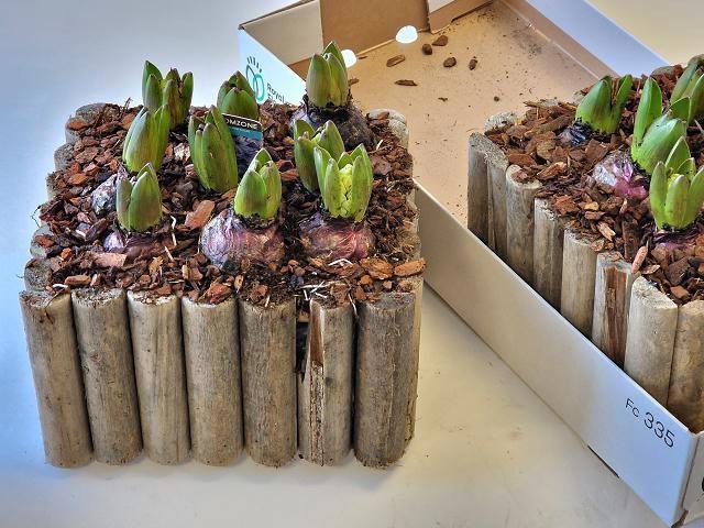 <h4>ARR HYACINTH</h4>