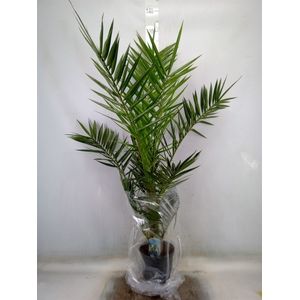Phoenix canariensis