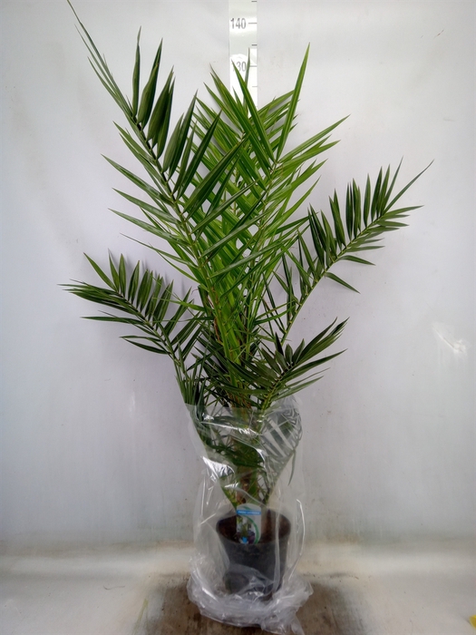 <h4>Phoenix canariensis</h4>