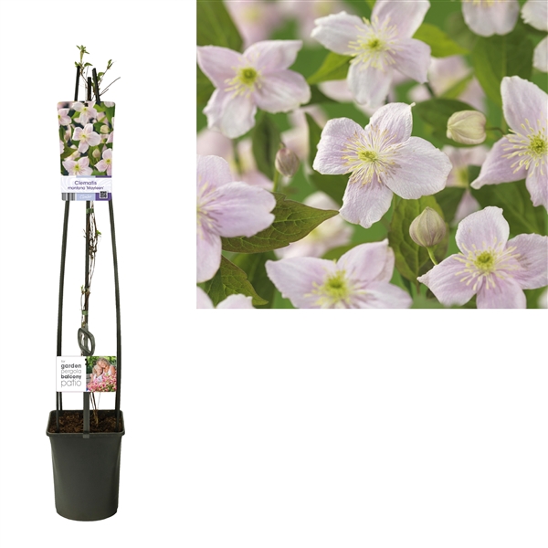 <h4>Clematis montana 'Mayleen' +light label</h4>