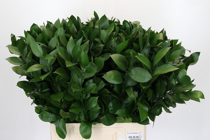 <h4>RUSCUS HYPOPHYLLUM</h4>