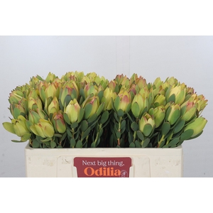 Leucadendron Disc. Yellow