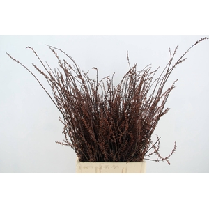 MYRICA GALE (GAGEL)