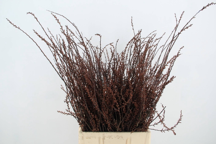 <h4>MYRICA GALE (GAGEL)</h4>