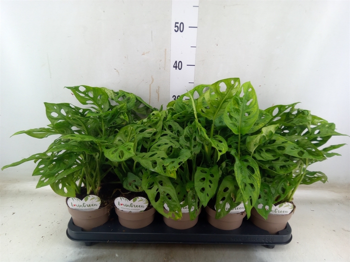 <h4>Monstera obliqua 'Leichtlinii'</h4>