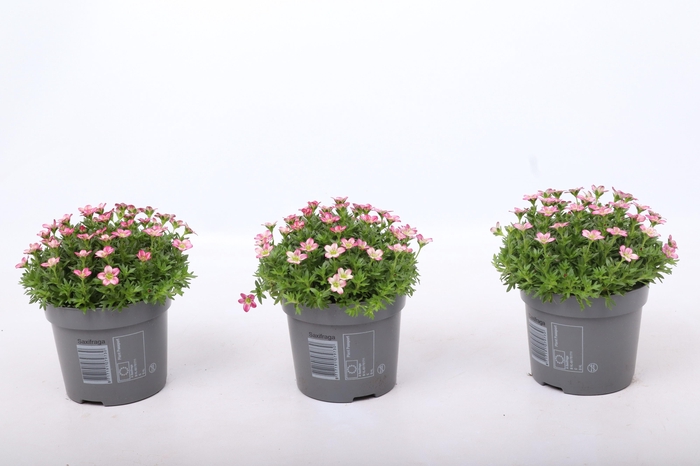 <h4>Saxifraga Marto Red</h4>