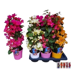 BOUGAINV DANIA