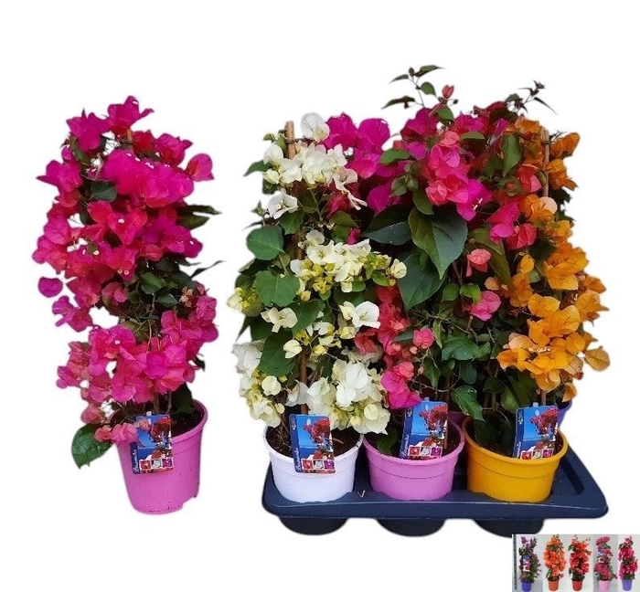 <h4>BOUGAINV DANIA</h4>