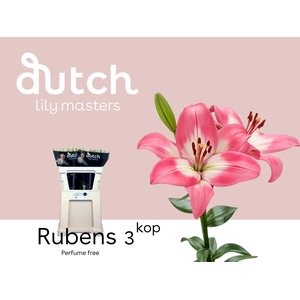 LI LA RUBENS 3+