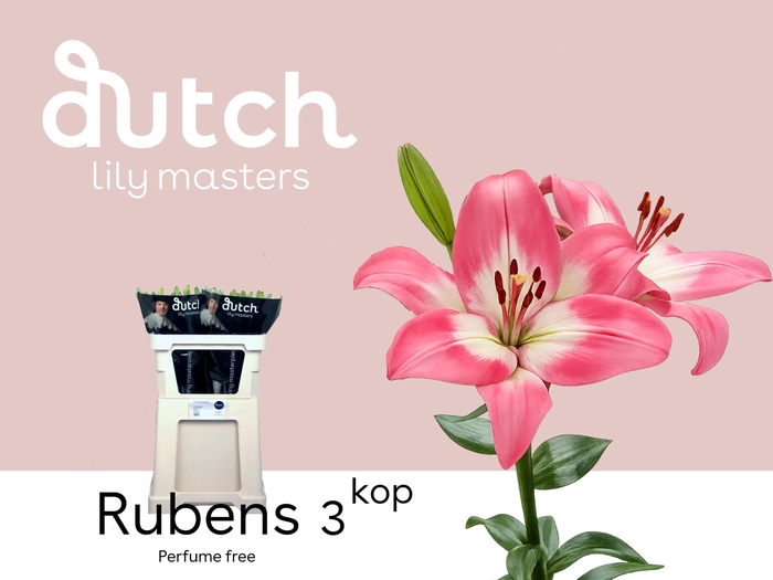 <h4>LI LA RUBENS 3+</h4>