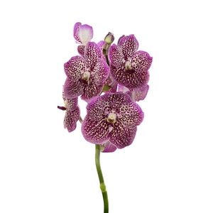 Vanda French Rose Spot