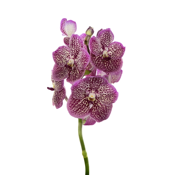 <h4>Vanda French Rose Spot</h4>