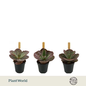 Kalanchoe humilis Surprising Desert