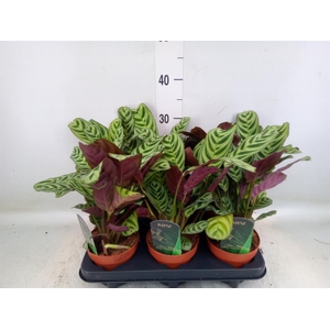 Ctenanthe burle-marxii