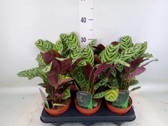<h4>Ctenanthe burle-marxii</h4>