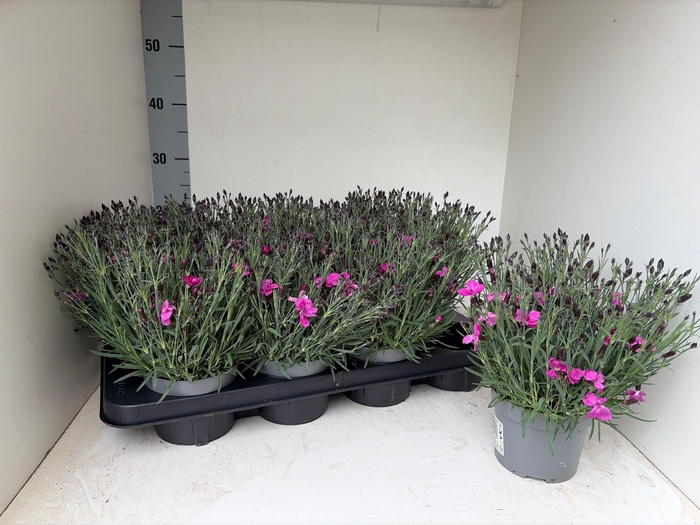 <h4>DIAN CARYOPHYLLUS</h4>
