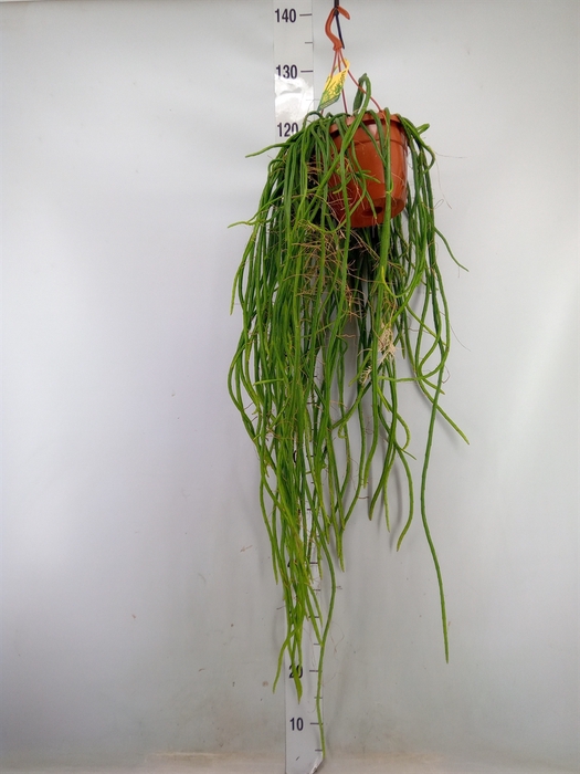 <h4>Rhipsalis   ...</h4>