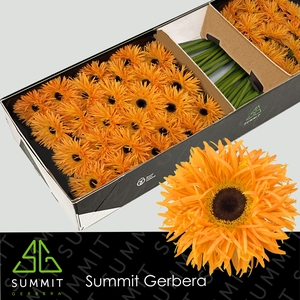 Gerbera Spider Bambu Doos