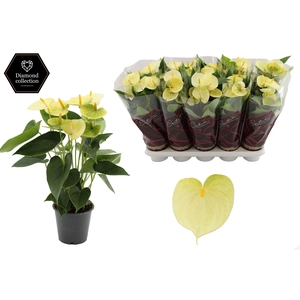 Anthurium 12 cm Vanilla in Couture Diamond Line Purple sleeve