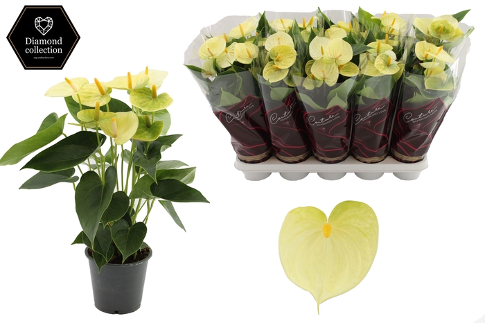 <h4>Anthurium 12 cm Vanilla in Couture Diamond Line Purple sleeve</h4>