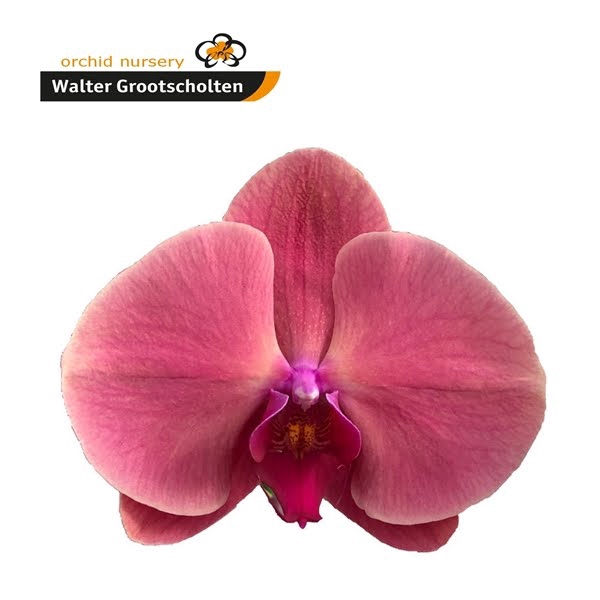 <h4>Phal Coral Sunset 25 Flowers</h4>