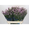Aster Baby Pink Pearl