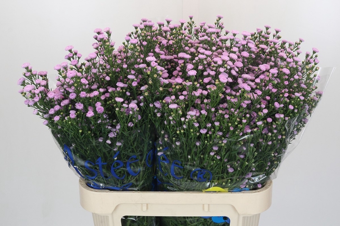 Aster Baby Pink Pearl