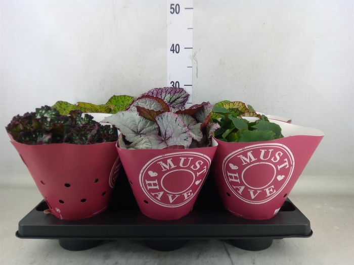 Begonia BD 'Beleaf'   ...mix