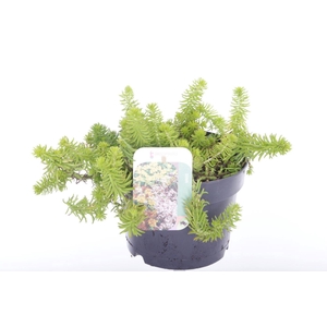 Sedum reflexum Angelina