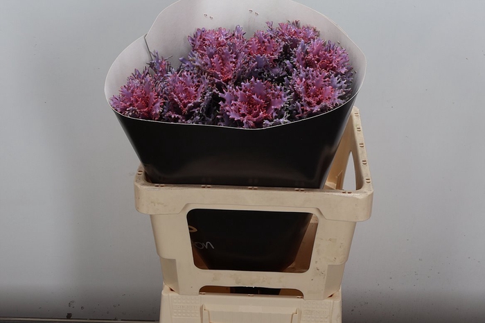 <h4>Brassica Wx (spider) Milka</h4>