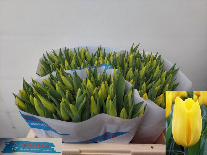 <h4>TU EN STRONG GOLD</h4>