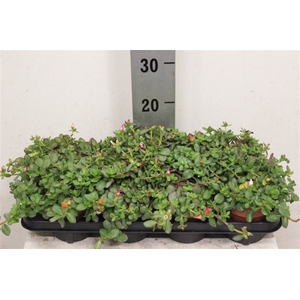 Portulaca gemengd