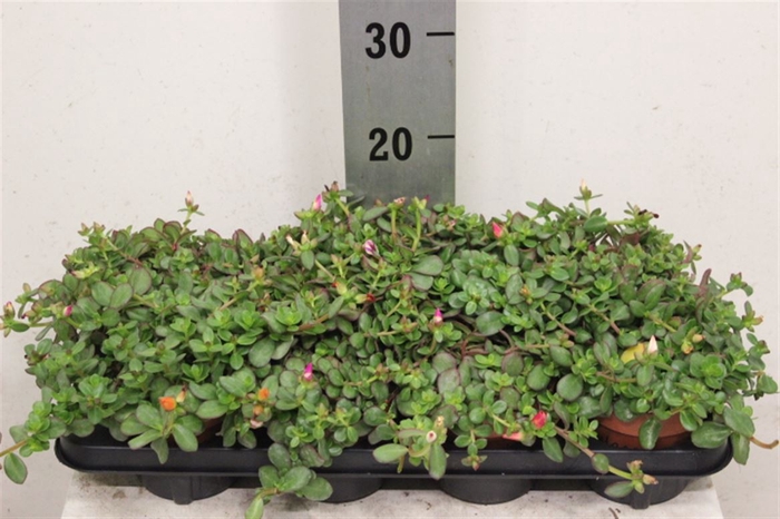 <h4>Portulaca gemengd</h4>