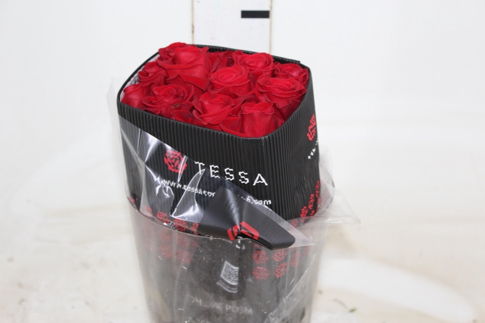 <h4>ROSA VERMELHA FREEDOM 040 IMPORTADA</h4>