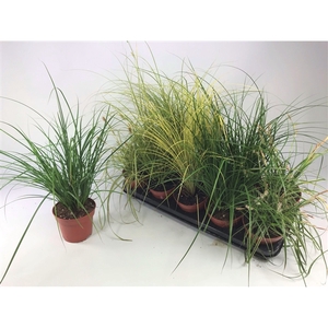 Carex mix p12