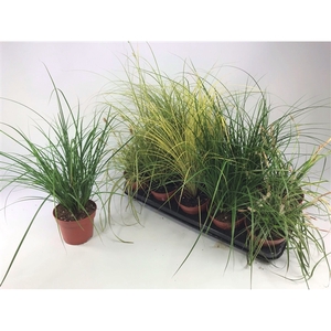 Graminées Carex mix