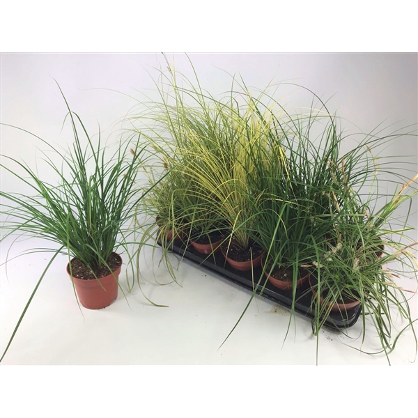 <h4>Carex mix p12</h4>