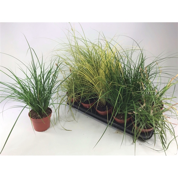<h4>Graminées Carex mix</h4>