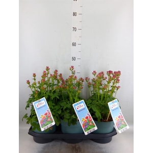 Astrantia major 'Roma'