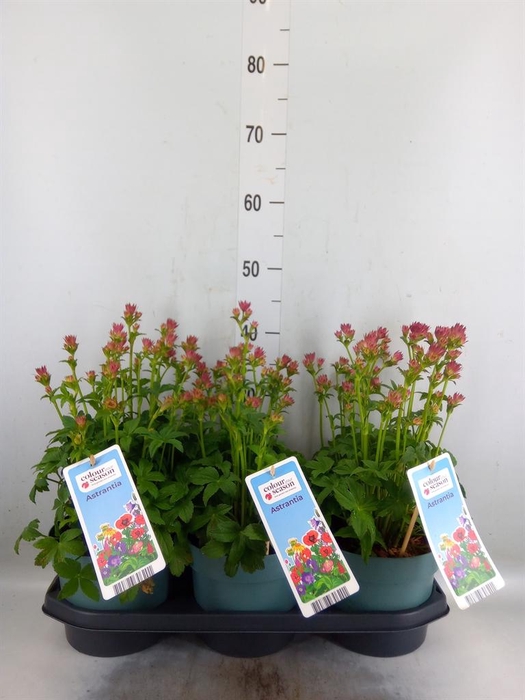 <h4>Astrantia major 'Roma'</h4>