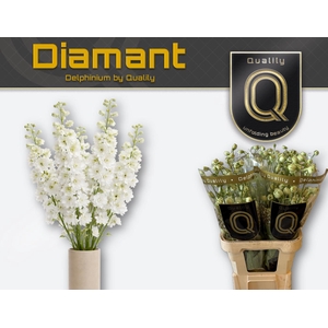 DELPH DU DIAMANT 90CM X30