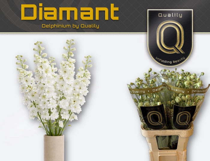 <h4>DELPH DU DIAMANT 100CM X30</h4>